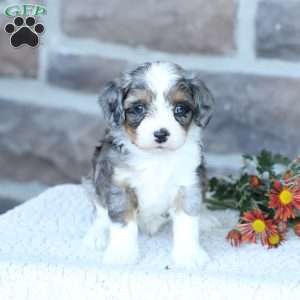 Sophie, Cavapoo Puppy